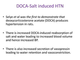DOCA-Salt induced HTN
• Selye et al was the first to demonstrate that
deoxycorticosterone acetate (DOCA) produces
hypertension in rats.
• There is increased DOCA-induced reabsorption of
salt and water leading to increased blood volume
and hence increased BP.
• There is also increased secretion of vasopressin
leading to water retention and vasoconstriction.
 