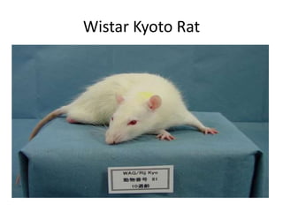 Wistar Kyoto Rat
 