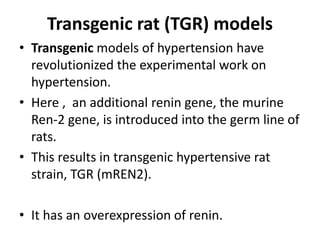 Transgenic rat (TGR) models
• Transgenic models of hypertension have
revolutionized the experimental work on
hypertension.
• Here , an additional renin gene, the murine
Ren-2 gene, is introduced into the germ line of
rats.
• This results in transgenic hypertensive rat
strain, TGR (mREN2).
• It has an overexpression of renin.
 
