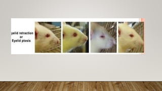 Preclinical screening methods of cns stimulants | PPTX