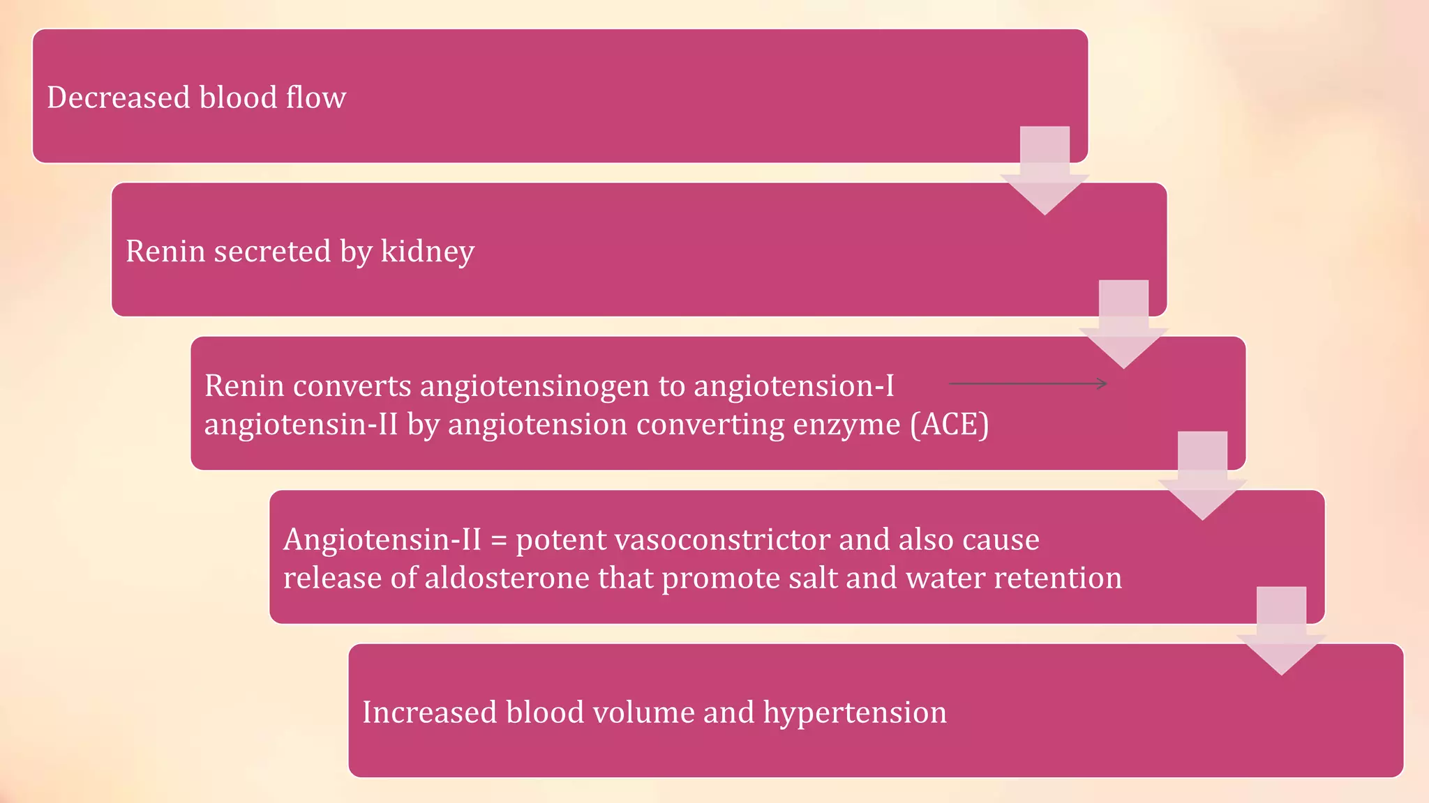 Decreased blood flow
Renin secreted by kidney
Renin converts angiotensinogen to angiotension-I
angiotensin-II by angiotension converting enzyme (ACE)
Angiotensin-II = potent vasoconstrictor and also cause
release of aldosterone that promote salt and water retention
Increased blood volume and hypertension
 