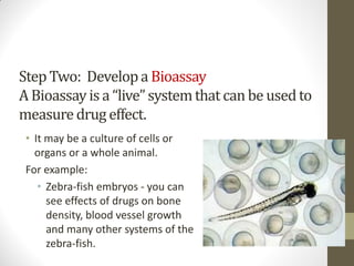Step Two: Developa Bioassay
A Bioassayis a “live”systemthat can be usedto
measuredrug effect.
• It may be a culture of cells or
organs or a whole animal.
For example:
• Zebra-fish embryos - you can
see effects of drugs on bone
density, blood vessel growth
and many other systems of the
zebra-fish.
Steps in Doing a
Pre-Clinical Trial:
 