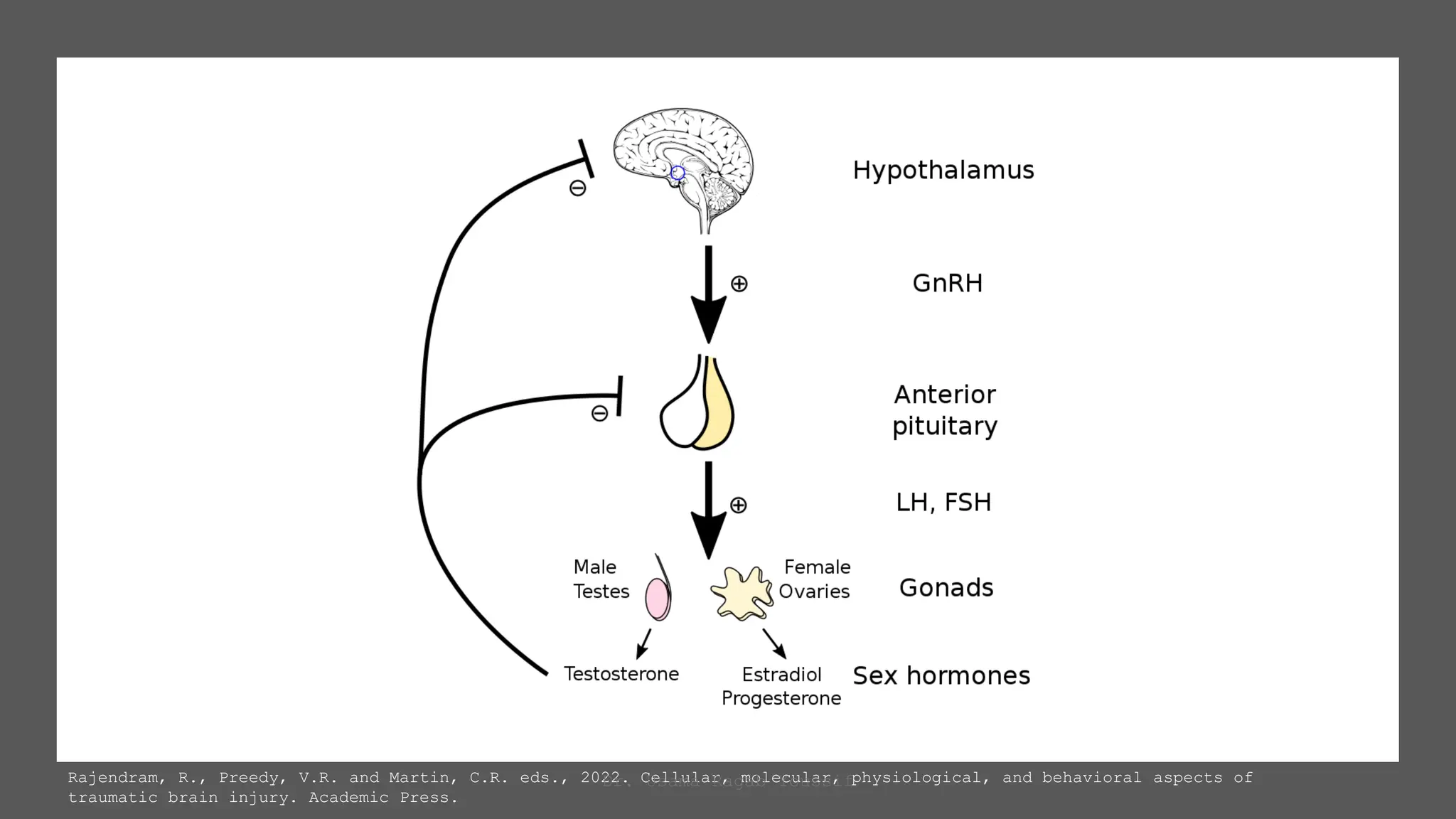 Central and Peripheral Precocious Puberty | PPTX