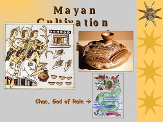 Mayan Cultivation    of Maize Chac, God of Rain   