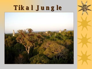 Tikal Jungle View at Sunset 