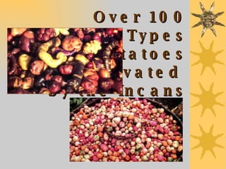 Over 100 Different Types of Potatoes Cultivated  by the Incans 