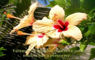 Estamos a caminho, mas falta-nos muito chão a percorrer. 