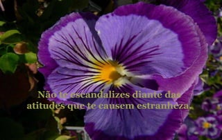 Não te escandalizes diante das atitudes que te causem estranheza. 
