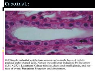 Tissues and types B.S zoology. | PPTX