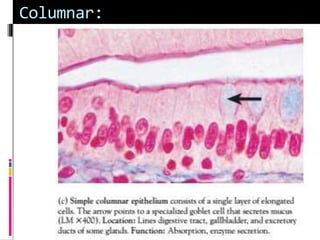 Tissues and types B.S zoology. | PPTX