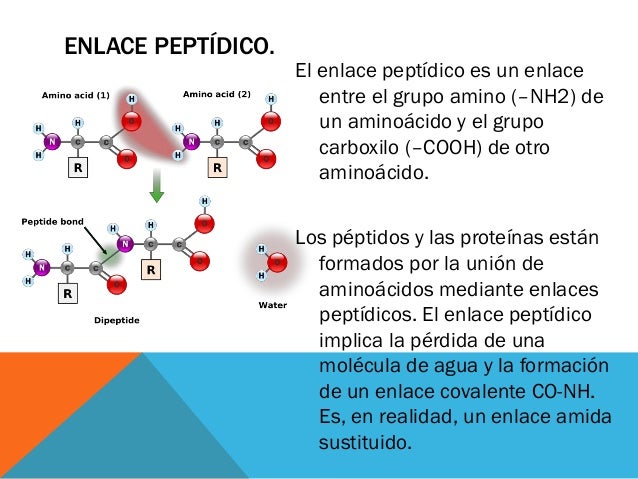 Precursores de las proteínas