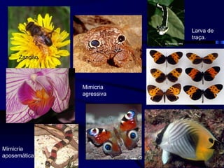 Larva de
traça.
Mimicria
aposemática
Zangão.
Mimicria
agressiva
 