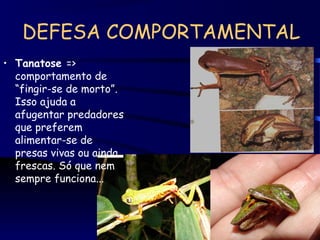 DEFESA COMPORTAMENTAL
• Tanatose =>
comportamento de
“fingir-se de morto”.
Isso ajuda a
afugentar predadores
que preferem
alimentar-se de
presas vivas ou ainda
frescas. Só que nem
sempre funciona...
 
