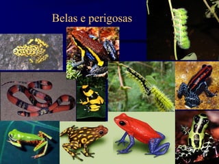 Belas e perigosas
 