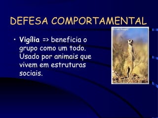 DEFESA COMPORTAMENTAL
• Vigília => beneficia o
grupo como um todo.
Usado por animais que
vivem em estruturas
sociais.
 
