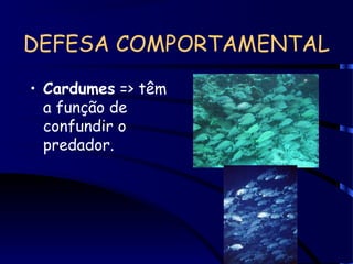 DEFESA COMPORTAMENTAL
• Cardumes => têm
a função de
confundir o
predador.
 