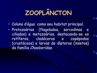 ZOOPLÂNCTON
• Coluna d’água como seu habitat principal.
• Protozoários (flagelados, sarcodinas e
ciliados) e metazoários, destacando-se os
rotíferos, cladóceros e copépodos
(crustáceos) e larvas de dípteros (insetos)
da família Chaoboridae.
 