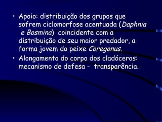 • Apoio: distribuição dos grupos que
sofrem ciclomorfose acentuada (Daphnia
e Bosmina) coincidente com a
distribuição de seu maior predador, a
forma jovem do peixe Coregonus.
• Alongamento do corpo dos cladóceros:
mecanismo de defesa - transparência.
 