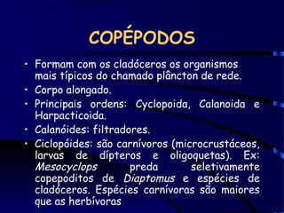 COPÉPODOS
• Formam com os cladóceros os organismos
mais típicos do chamado plâncton de rede.
• Corpo alongado.
• Principais ordens: Cyclopoida, Calanoida e
Harpacticoida.
• Calanóides: filtradores.
• Ciclopóides: são carnívoros (microcrustáceos,
larvas de dípteros e oligoquetas). Ex:
Mesocyclops preda seletivamente
copepoditos de Diaptomus e espécies de
cladóceros. Espécies carnívoras são maiores
que as herbívoras
 
