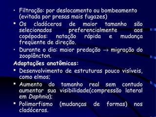 • Filtração: por deslocamento ou bombeamento
(evitada por presas mais fugazes)
 Os cladóceros de maior tamanho são
selecionados preferencialmente aos
copépodos: natação rápida e mudança
freqüente de direção.
• Durante o dia: maior predação → migração do
zooplâncton.
Adaptações anatômicas:
 Desenvolvimento de estruturas pouco visíveis,
como elmos;
 Aumento do tamanho real sem contudo
aumentar sua visibilidade(compressão lateral
em Daphnia);
 Polimorfismo (mudanças de formas) nos
cladóceros.
 