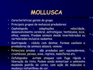 MOLLUSCA
• Características gerais do grupo.
• Principais grupos de moluscos predadores:
• Cephalopoda - adaptações - velocidade,
desenvolvimento cerebral, estratégias, tentáculos, bico,
olhos, veneno. Predam animais desde invertebrados ou
vertebrados inclusive nadantes
• Gastropoda - rádula com dentes, formas canibais e
predadores de animais sésseis, veneno.
• Potenciais presas - são predados por: equinodermos,
crustáceos, peixes, aves, repteis, mamíferos etc.
• Cefalopodos evitam ataques com fuga rápida e
liberação de tinta. Podem ainda mimetizar o ambiente
mudando padrão de cores, com ação de músculos e
mudança instantânea de cor.
 