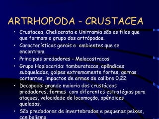 ARTRHOPODA - CRUSTACEA
• Crustacea, Chelicerata e Unirramia são os filos que
que formam o grupo dos artrópodos.
• Características gerais e ambientes que se
encontram.
• Principais predadores - Malacostracos
• Grupo Hoplocarida: tamburatacas, apêndices
subquelados, golpes extremamente fortes, garras
cortantes, impactos de armas de calibre 0.22.
• Decapoda: grande maioria dos crustáceos
predadores, formas com diferentes estratégias para
ataques, velocidade de locomoção, apêndices
quelados.
• São predadores de invertebrados e pequenos peixes,
canibalismo.
 