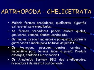 ARTRHOPODA - CHELICETRATA
• Maioria formas predadoras, quelíceras, digestão
extra-oral, sem mandíbulas.
• As formas predadoras podem exibir: quelas,
quelíceras, veneno, dentes, cerdas etc.
• Os límulos, predam moluscos e poliquetos, possuem
gnatobases e moela para triturar as presas.
• Os Pycnogona, possuem dentes, cerdas e
mecansimo para faringe sugar a presa. Predam
esponjas, cnidários e briozoários.
• Os Arachnida formam 98% dos chelicerados.
Predadores de insetos basicamente.
 