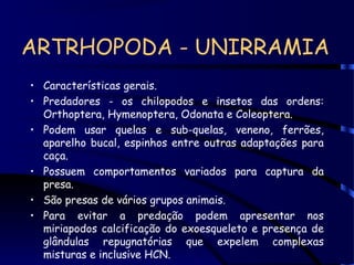 ARTRHOPODA - UNIRRAMIA
• Características gerais.
• Predadores - os chilopodos e insetos das ordens:
Orthoptera, Hymenoptera, Odonata e Coleoptera.
• Podem usar quelas e sub-quelas, veneno, ferrões,
aparelho bucal, espinhos entre outras adaptações para
caça.
• Possuem comportamentos variados para captura da
presa.
• São presas de vários grupos animais.
• Para evitar a predação podem apresentar nos
miriapodos calcificação do exoesqueleto e presença de
glândulas repugnatórias que expelem complexas
misturas e inclusive HCN.
 