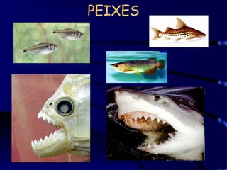 PEIXES
 