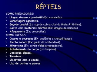 RÉPTEIS
COMO PREDADORES:
• Língua viscosa e protrátil (Ex: camaleão).
• Camuflagem agressiva.
• Engodo caudal (Ex: spp de cobra-cipó da Mata Atlântica).
• Saliva com bactérias mortais (Ex: dragão de komôdo).
• Afogamento (Ex; crocodilos).
COMO PRESAS:
• Cascos e couraças (Ex: quelônios e crocodilianos).
• Alerta sonoro (Ex; guiso de crotalídeos).
• Mimetismo (Ex: corais falsa e verdadeira).
• Achatamento do corpo (Ex: boipeva).
• Descarga cloacal.
• Tanatose.
• Chicoteio com a cauda.
• Uso de dentes e garras.
 