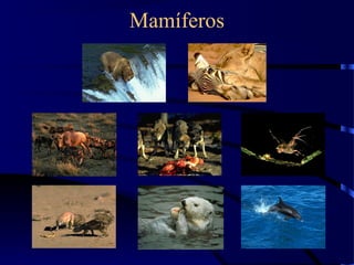 Mamíferos
 