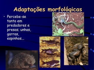 Adaptações morfológicas
• Percebe-se
tanto em
predadores e
presas; unhas,
garras,
espinhos...
 