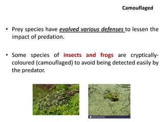 Predation and competition