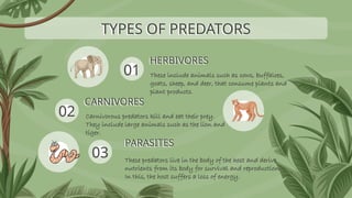 HERBIVORES
These include animals such as cows, buffaloes,
goats, sheep, and deer, that consume plants and
plant products.
Carnivorous predators kill and eat their prey.
They include large animals such as the lion and
tiger.
TYPES OF PREDATORS
CARNIVORES
PARASITES
01
02
03 These predators live in the body of the host and derive
nutrients from its body for survival and reproduction.
In this, the host suffers a loss of energy.
 