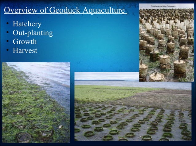 Predation and Growth of Manila Clams in Geoduck Aquaculture Areas | PPT ...