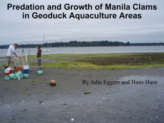 Predation and Growth of Manila Clams in Geoduck Aquaculture Areas By Julia Eggers and Hans Hurn 