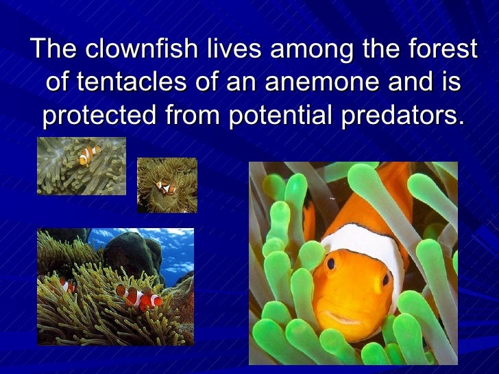 Examples Of Mutualism Commensalism And Parasitism