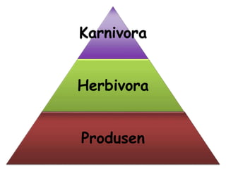 Karnivora 
Herbivora 
Produsen 
 