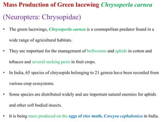 Mass Production of Green lacewing Chrysoperla carnea
(Neuroptera: Chrysopidae)
• The green lacewings, Chrysoperla carnea is a cosmopolitan predator found in a
wide range of agricultural habitats.
• They are important for the management of bollworms and aphids in cotton and
tobacco and several sucking pests in fruit crops.
• In India, 65 species of chrysopids belonging to 21 genera have been recorded from
various crop ecosystems.
• Some species are distributed widely and are important natural enemies for aphids
and other soft bodied insects.
• It is being mass produced on the eggs of rice moth, Corcyra cephalonica in India.
 