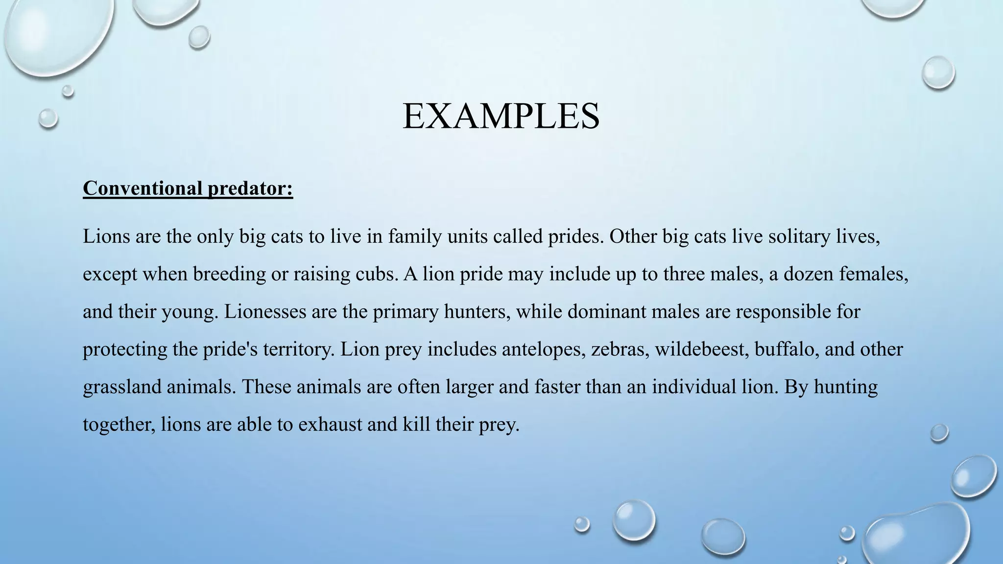 EXAMPLES
Conventional predator:
Lions are the only big cats to live in family units called prides. Other big cats live solitary lives,
except when breeding or raising cubs. A lion pride may include up to three males, a dozen females,
and their young. Lionesses are the primary hunters, while dominant males are responsible for
protecting the pride's territory. Lion prey includes antelopes, zebras, wildebeest, buffalo, and other
grassland animals. These animals are often larger and faster than an individual lion. By hunting
together, lions are able to exhaust and kill their prey.
 