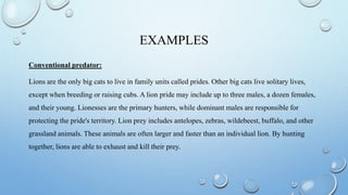 EXAMPLES
Conventional predator:
Lions are the only big cats to live in family units called prides. Other big cats live solitary lives,
except when breeding or raising cubs. A lion pride may include up to three males, a dozen females,
and their young. Lionesses are the primary hunters, while dominant males are responsible for
protecting the pride's territory. Lion prey includes antelopes, zebras, wildebeest, buffalo, and other
grassland animals. These animals are often larger and faster than an individual lion. By hunting
together, lions are able to exhaust and kill their prey.
 