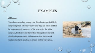 EXAMPLES
Cont…….
Tsaro lions are called swamp cats. They hunt water buffalo by
stampeding them into the water where they can attack and kill
the young or weak members of the herd. After the initial
stampede, the lions herd the buffalo through the water and
relentlessly pursue them for hours at a time. Each attack
weakens the herd, resulting in a feast for the Tsaro pride.
 
