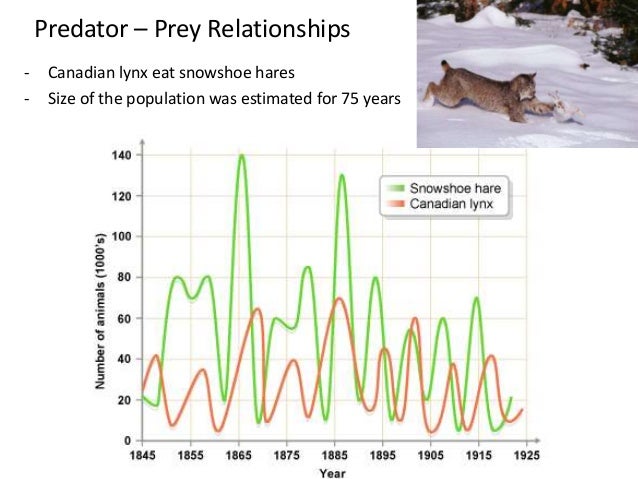 predator prey relationships predator prey relationship