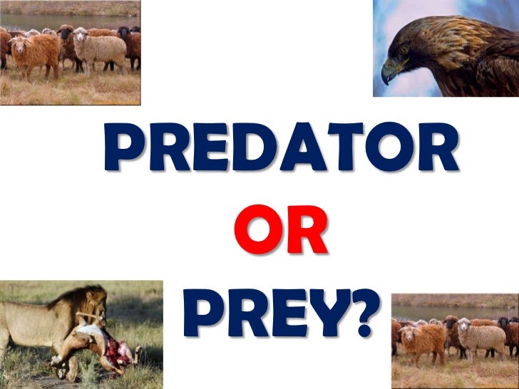 FOOD ENERGY TRANSFER PREDATORS OR PREYS?