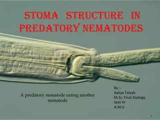 A predatory nematode eating another
nematode
Stoma StRUCtURE IN
PREDatoRY NEmatoDES
By :-
Aaliya Taiyab
M.Sc. Final Zoology
Sem IV
A.M.U
1
 