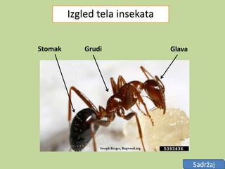 Biologija | PPTX