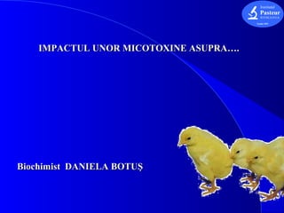 IMPACTUL UNOR MICOTOXINE ASUPRA….IMPACTUL UNOR MICOTOXINE ASUPRA….
Biochimist DANIELA BOTUŞBiochimist DANIELA BOTUŞ
 