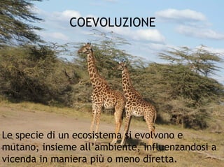 Predatori Prede e predatori | PDF
