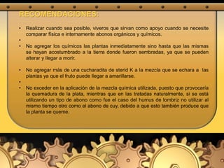 RECOMENDACIONES:
• Realizar cuando sea posible, viveros que sirvan como apoyo cuando se necesite
comparar física e internamente abonos orgánicos y químicos.
•
• No agregar los químicos las plantas inmediatamente sino hasta que las mismas
se hayan acostumbrado a la tierra donde fueron sembradas, ya que se pueden
alterar y llegar a morir.
• No agregar más de una cucharadita de sterid K a la mezcla que se echara a las
plantas ya que el fruto puede llegar a amarillarse.
•
• No exceder en la aplicación de la mezcla química utilizada, puesto que provocaría
la quemadura de la plata, mientras que en las tratadas naturalmente, si se está
utilizando un tipo de abono como fue el caso del humus de lombriz no utilizar al
mismo tiempo otro como el abono de cuy, debido a que esto también produce que
la planta se queme.
 