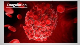 A c t i v a t i o n o f P l a t e l e t s
V a s o c o n s t r i c t i o n
Mechanism of Coagulation
I n j u r y t o E n d o t h e l i u m
F o r m a t i o n o f a b l o o d c l o t
• Extrinsic
Pathway
• Intrinsic
Pathway
01
Prothrombin
to Thrombin
03
Fibrinogen
to Fibrin
04
Blood
clotting
factors
02
Coagulation
 